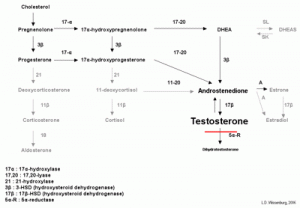 does propecia affect testosterone levels